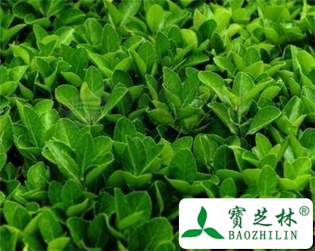 万年青叶的功效与作用及食用方法图片