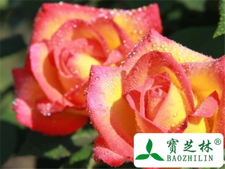 月季花的功效与作用及食用方法图片