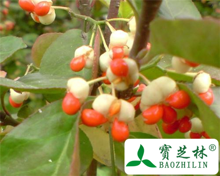 万年青花的功效与作用及食用方法图片