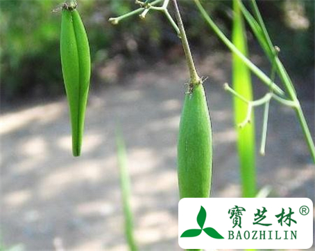 徐长卿的功效与作用及食用方法图片