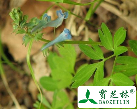齿瓣延胡索的功效与作用及食用方法图片