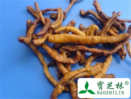 远志的功效与作用及食用方法图片