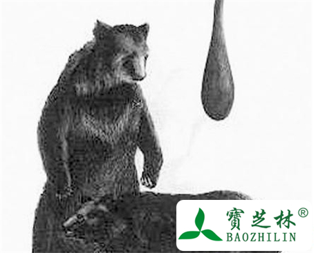 熊胆的功效与作用及食用方法图片