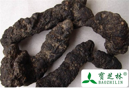 猪苓的功效与作用及食用方法图片