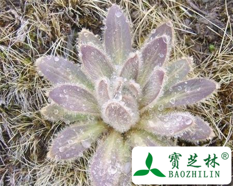 雪莲花的功效与作用及食用方法图片