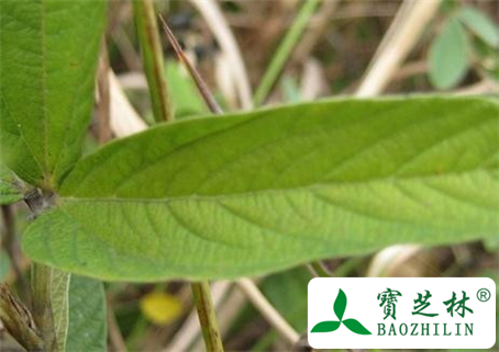 山莲藕的功效与作用及食用方法图片