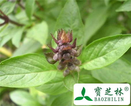 罗勒的功效与作用及食用方法图片