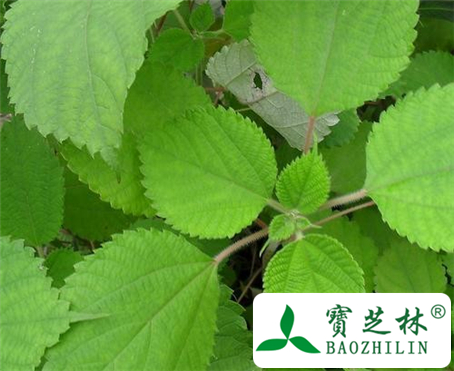 罗布麻叶的功效与作用及食用方法图片