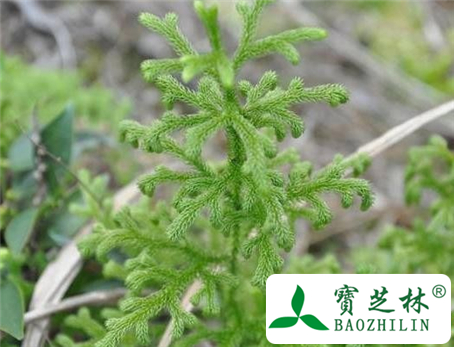 小伸筋草的功效与作用及食用方法图片
