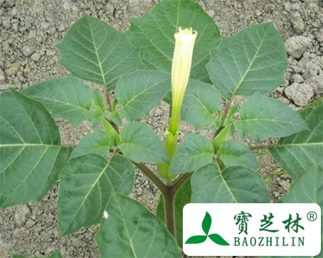 洋金花的功效与作用及食用方法图片