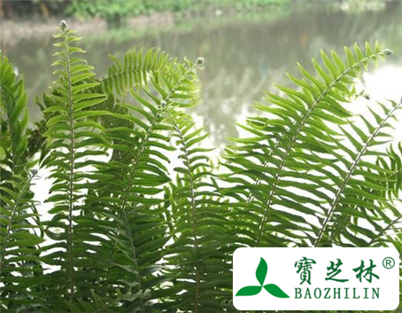 小凤尾草的功效与作用及食用方法图片