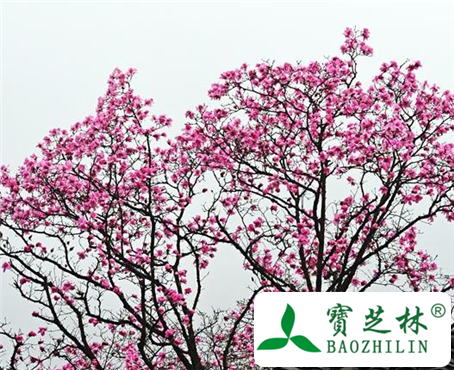 山辛夷的功效与作用及食用方法图片