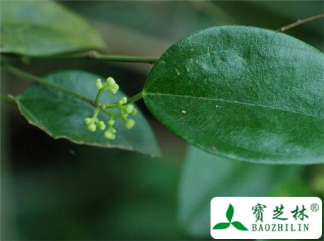 木防己的功效与作用及食用方法图片