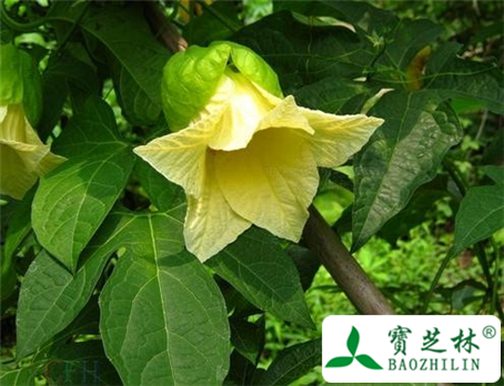 木鳖子的功效与作用及食用方法图片