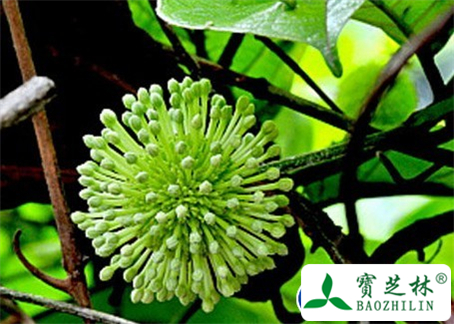 大叶钩藤的功效与作用及食用方法图片