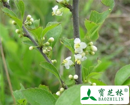 土常山的功效与作用及食用方法图片
