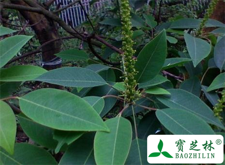 山乌桕叶的功效与作用及食用方法图片