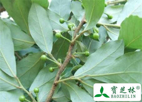 山胡椒叶的功效与作用及食用方法图片