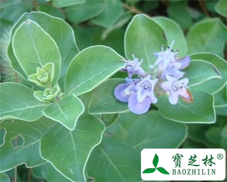 蔓荆子的功效与作用及食用方法图片