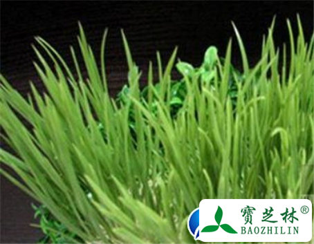 小麦苗的功效与作用及食用方法图片