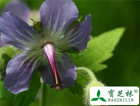 毛蕊老鹳草的功效与作用及食用方法图片