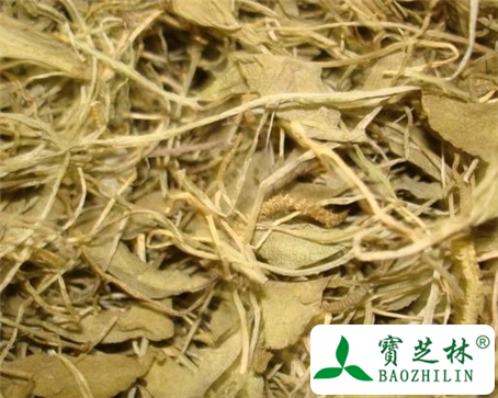 毛野丁香叶的功效与作用及食用方法图片