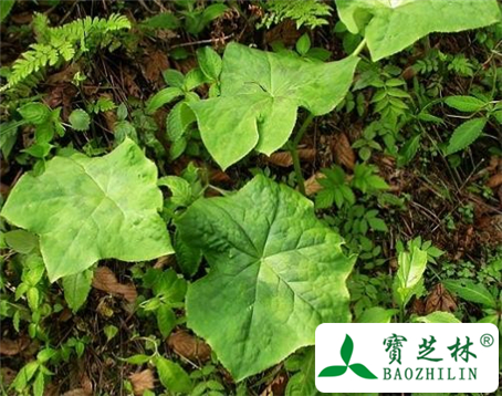毛八角莲的功效与作用及食用方法图片