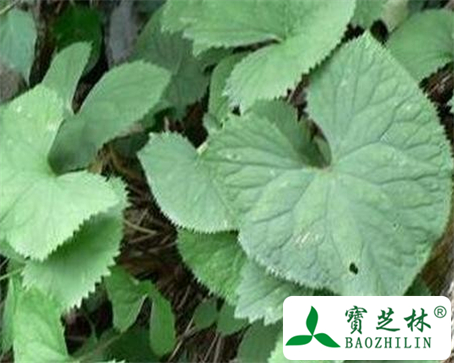 马蹄叶的功效与作用及食用方法图片