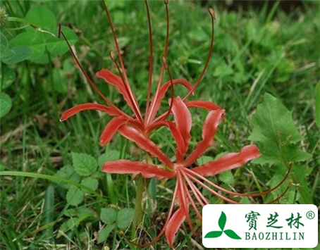 土羌活的功效与作用及食用方法图片