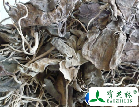 木通根的功效与作用及食用方法图片