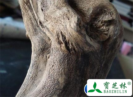 月季花根的功效与作用及食用方法图片