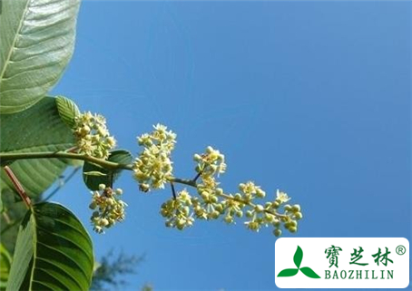 勾儿茶的功效与作用及食用方法图片