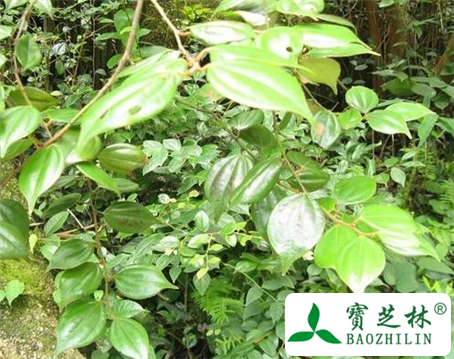 乌药子的功效与作用及食用方法图片
