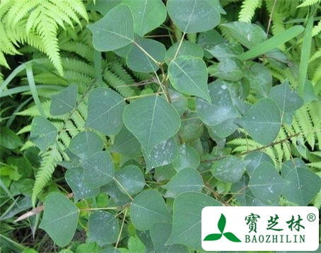 乌桕叶的功效与作用及食用方法图片