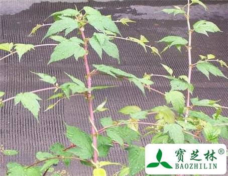 升麻草的功效与作用及食用方法图片