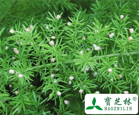 天门冬的功效与作用及食用方法图片