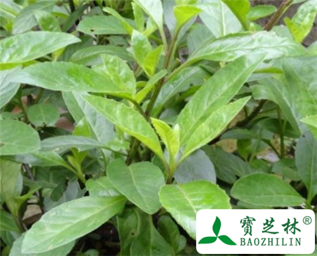 天葵的功效与作用及食用方法图片