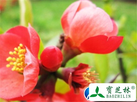 木棉花的功效与作用及食用方法图片