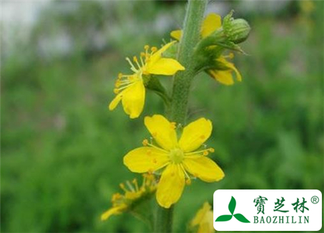 仙鹤草根芽的功效与作用及食用方法图片