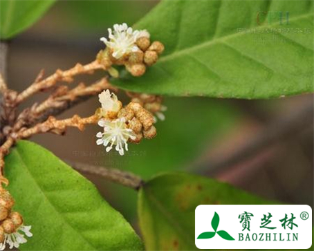 巴豆叶的功效与作用及食用方法图片