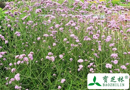 水湿柳叶菜的功效与作用及食用方法图片