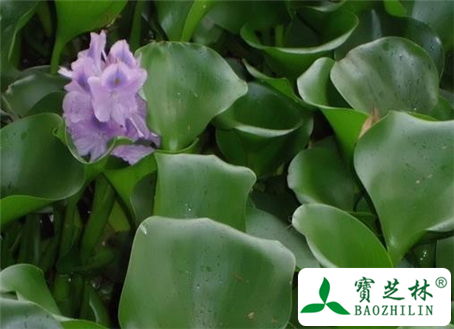 水葫芦七的功效与作用及食用方法图片