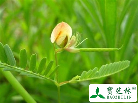水皂角子的功效与作用及食用方法图片