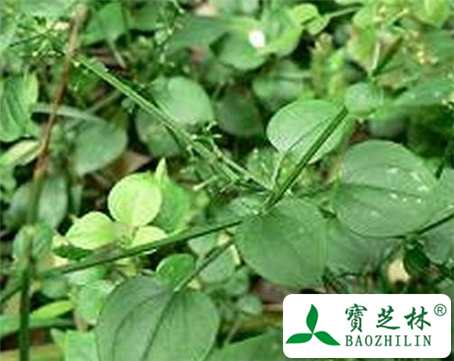 云南茜草的功效与作用及食用方法图片