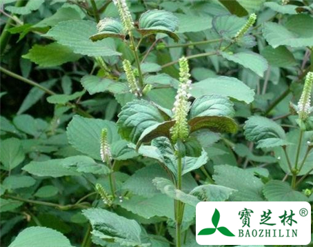 白苏子的功效与作用及食用方法图片