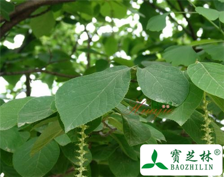 白升麻的功效与作用及食用方法图片