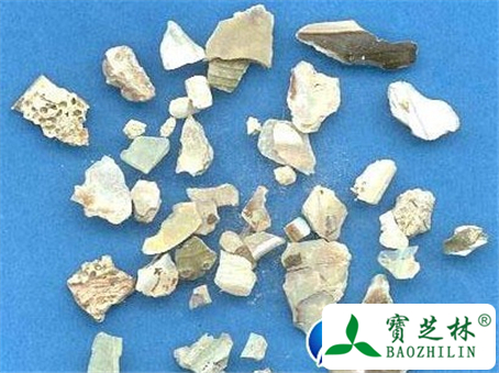 石决明的功效与作用及食用方法图片