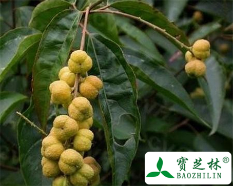 巴豆树根的功效与作用及食用方法图片