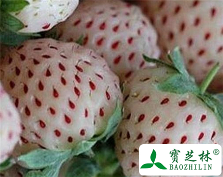 白草莓的功效与作用及食用方法图片