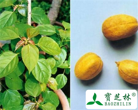 巴豆油的功效与作用及食用方法图片
